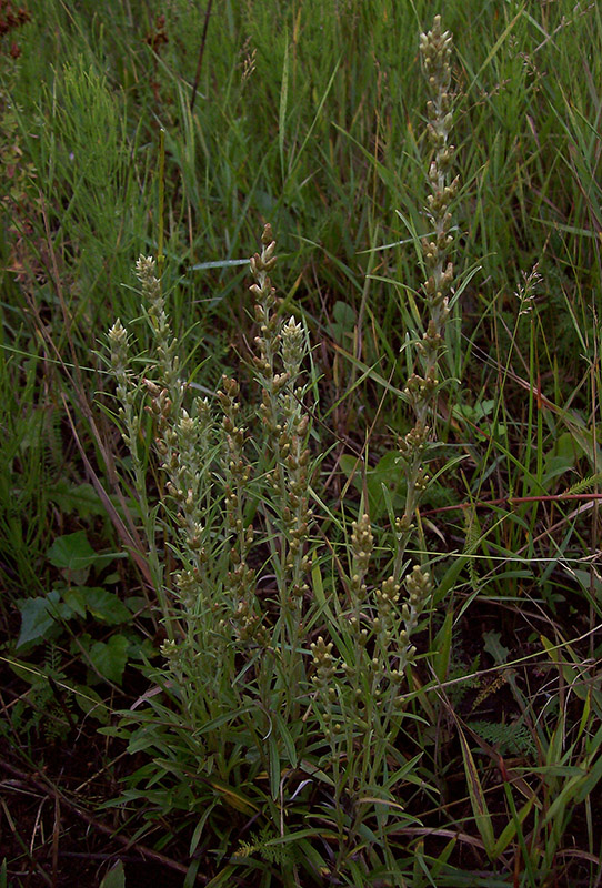 Изображение особи Omalotheca sylvatica.