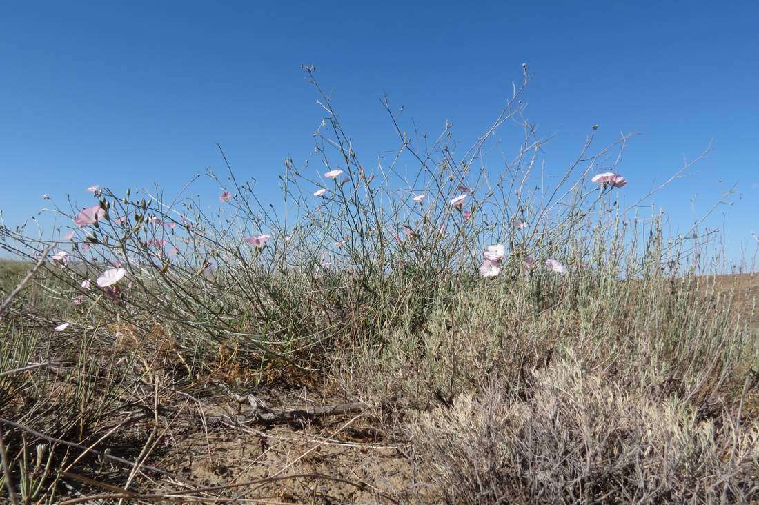 Изображение особи Convolvulus pseudocantabrica.