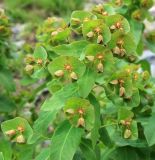 Euphorbia macroceras. Верхушка цветущего растения. Адыгея, Кавказский биосферный заповедник, долина р. Чессу, субальпика, 2080 м н.у.м. 30.06.2014.