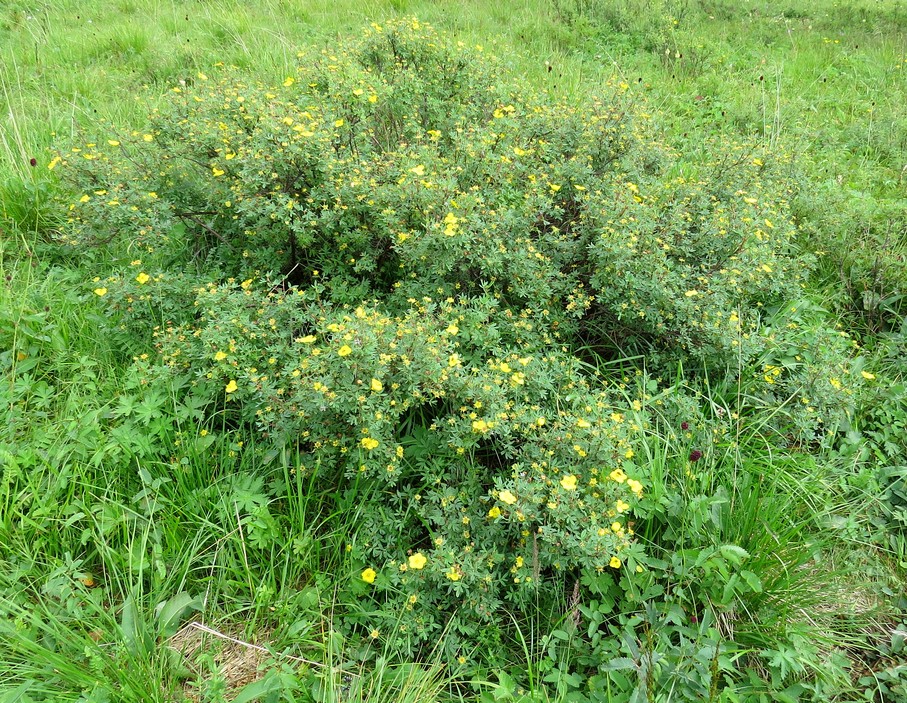Изображение особи Dasiphora fruticosa.