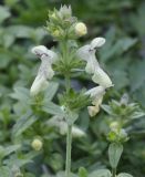 Stachys recta ssp. olympica