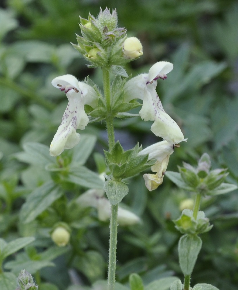 Изображение особи Stachys recta ssp. olympica.