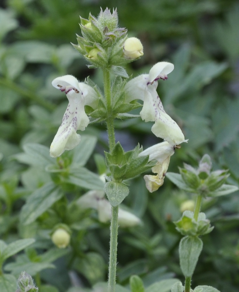 Image of Stachys recta ssp. olympica specimen.