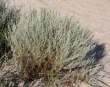 Artemisia santonicum