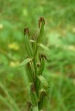 Platanthera bifolia