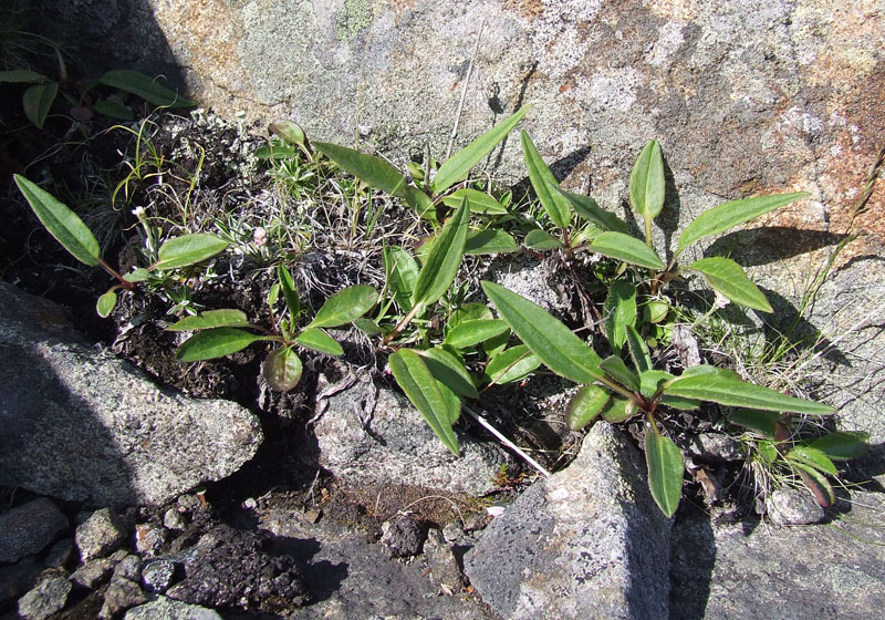Изображение особи Solidago virgaurea ssp. lapponica.