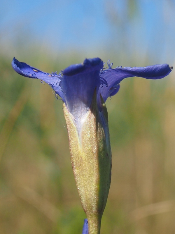 Image of Gentianopsis doluchanovii specimen.