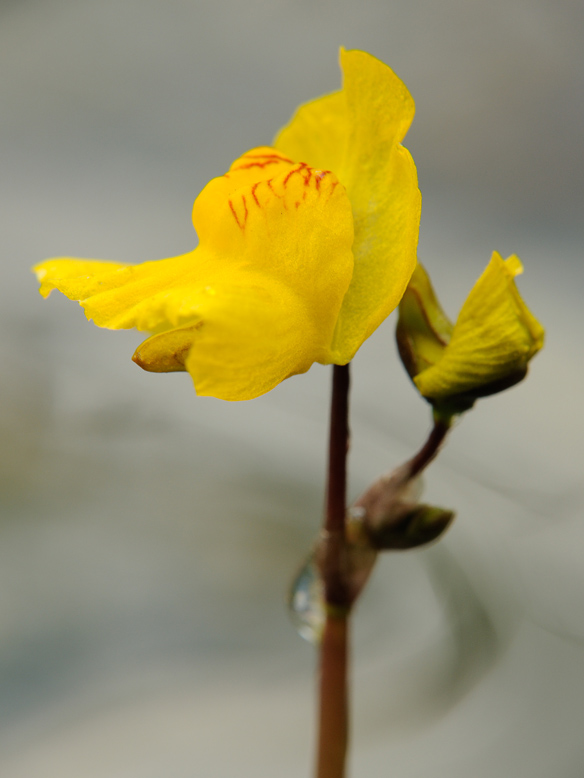 Image of Utricularia &times; neglecta specimen.