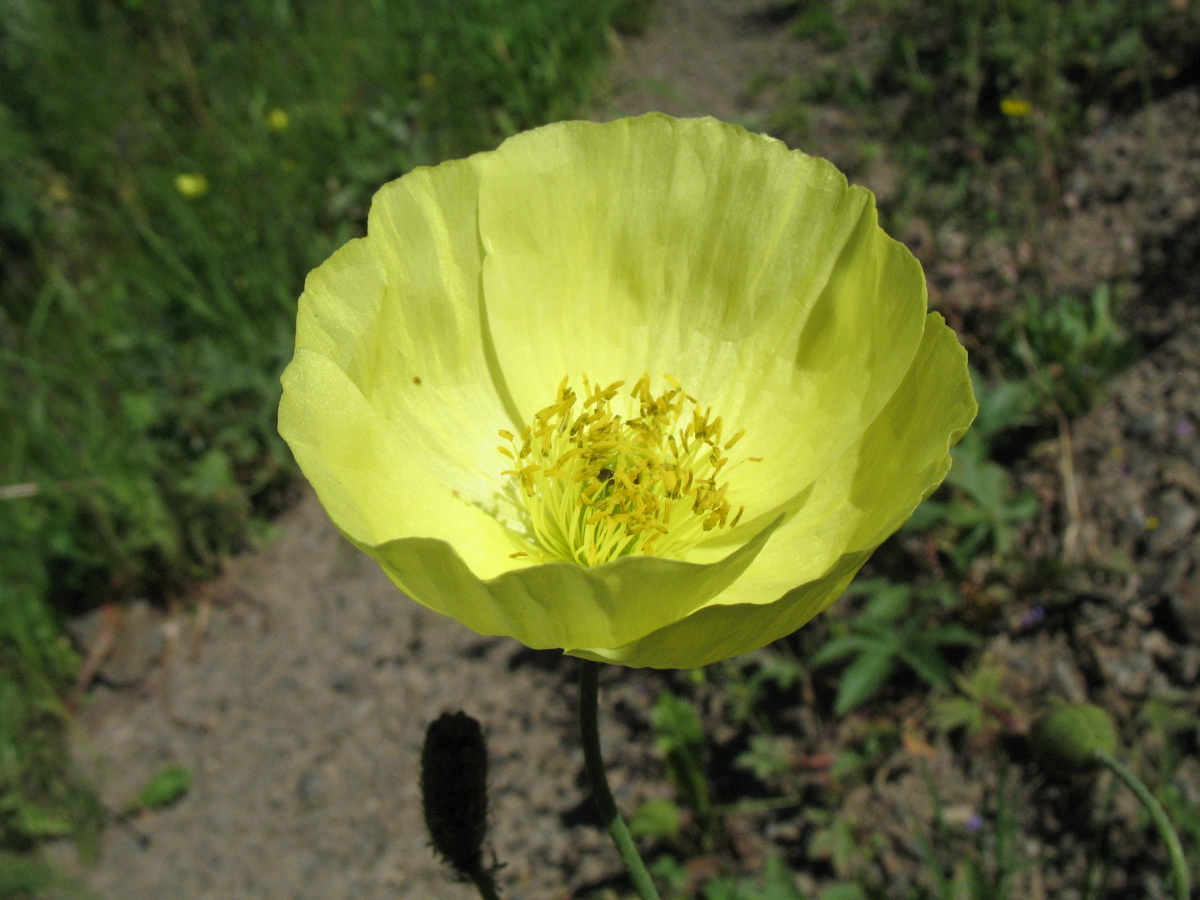 Image of Papaver nudicaule specimen.