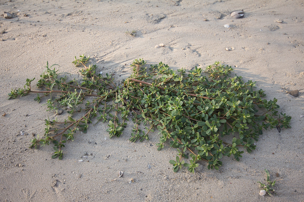 Изображение особи Portulaca oleracea.