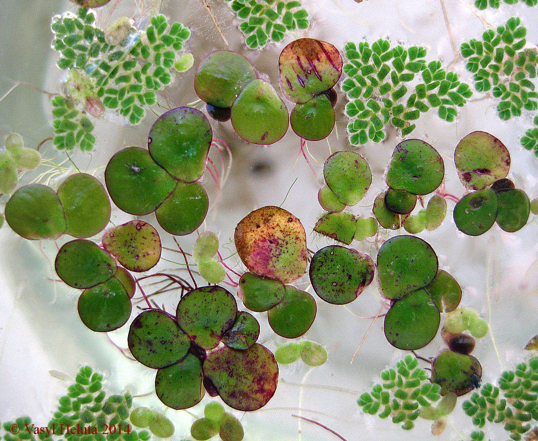 Image of Spirodela polyrhiza specimen.