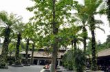 Couroupita guianensis