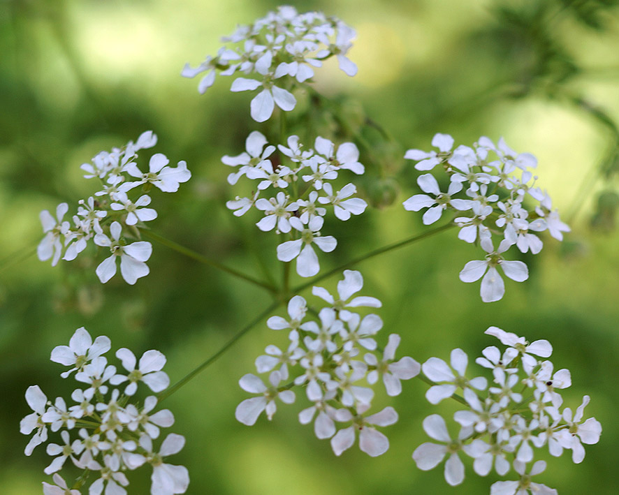 Изображение особи Anthriscus sylvestris.