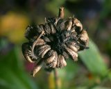 Calendula officinalis