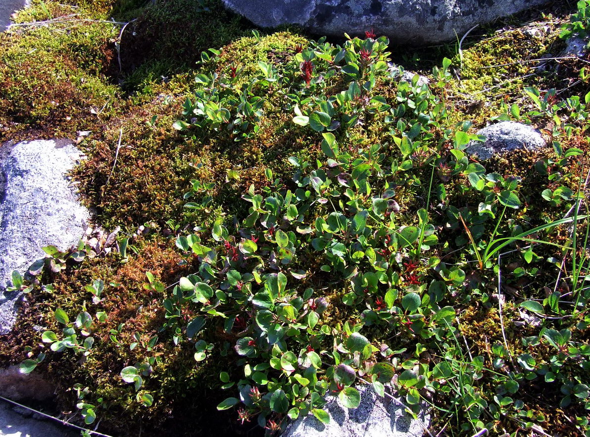Image of Salix herbacea specimen.