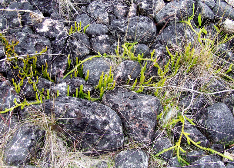 Image of Lycopodium lagopus specimen.