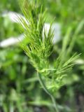 Poa subspecies vivipara