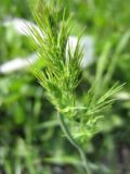 Poa bulbosa ssp. vivipara