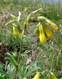 Onosma подвид oligotricha