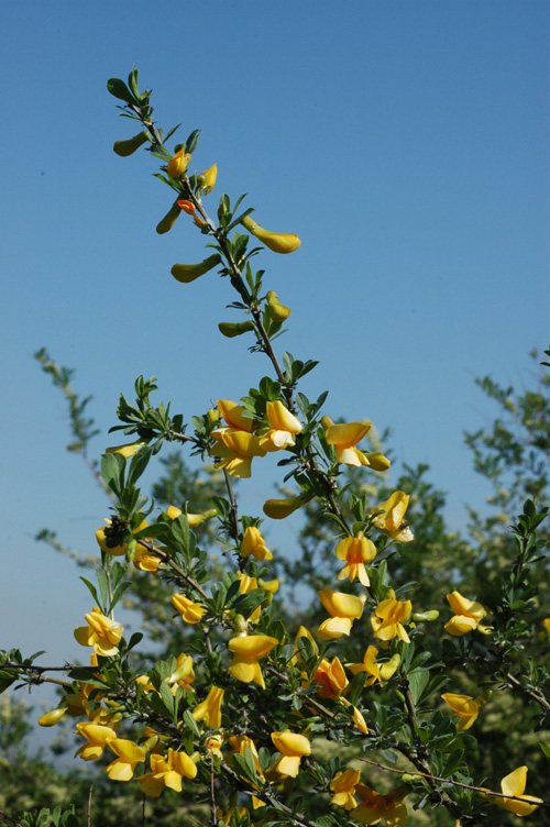 Image of Caragana camilli-schneideri specimen.