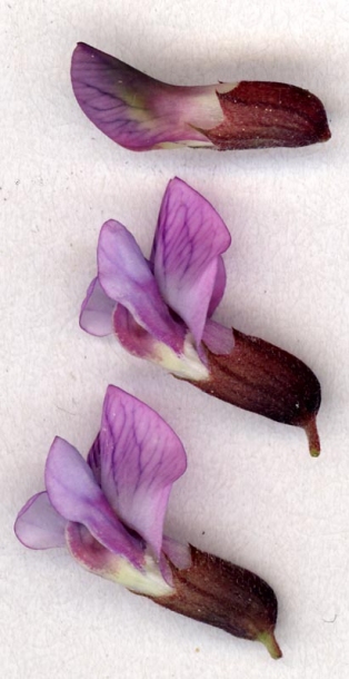 Image of Vicia sepium specimen.