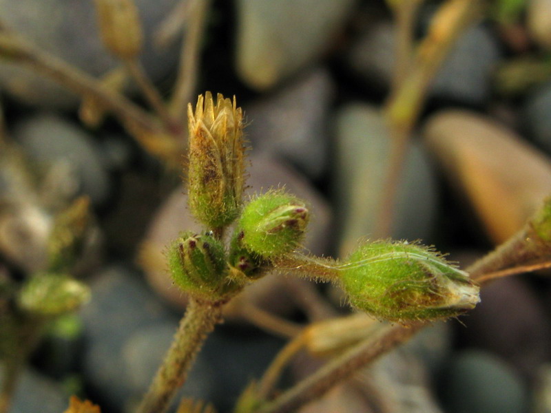 Image of Cerastium holosteoides specimen.