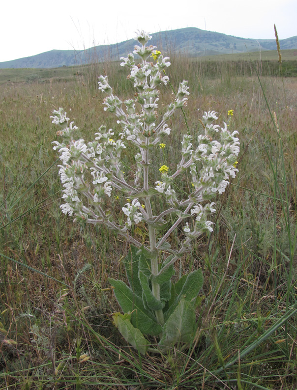 Image of Salvia aethiopis specimen.