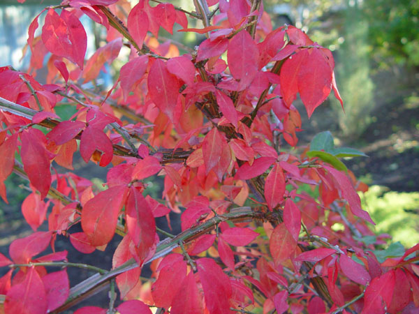Image of Euonymus sacrosanctus specimen.