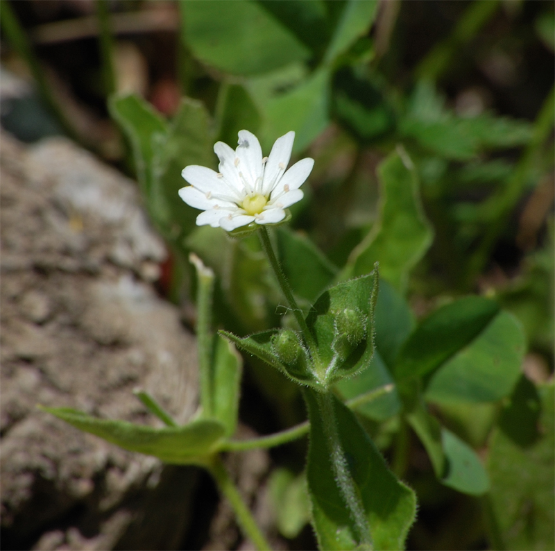 Image of Stellaria bungeana specimen.