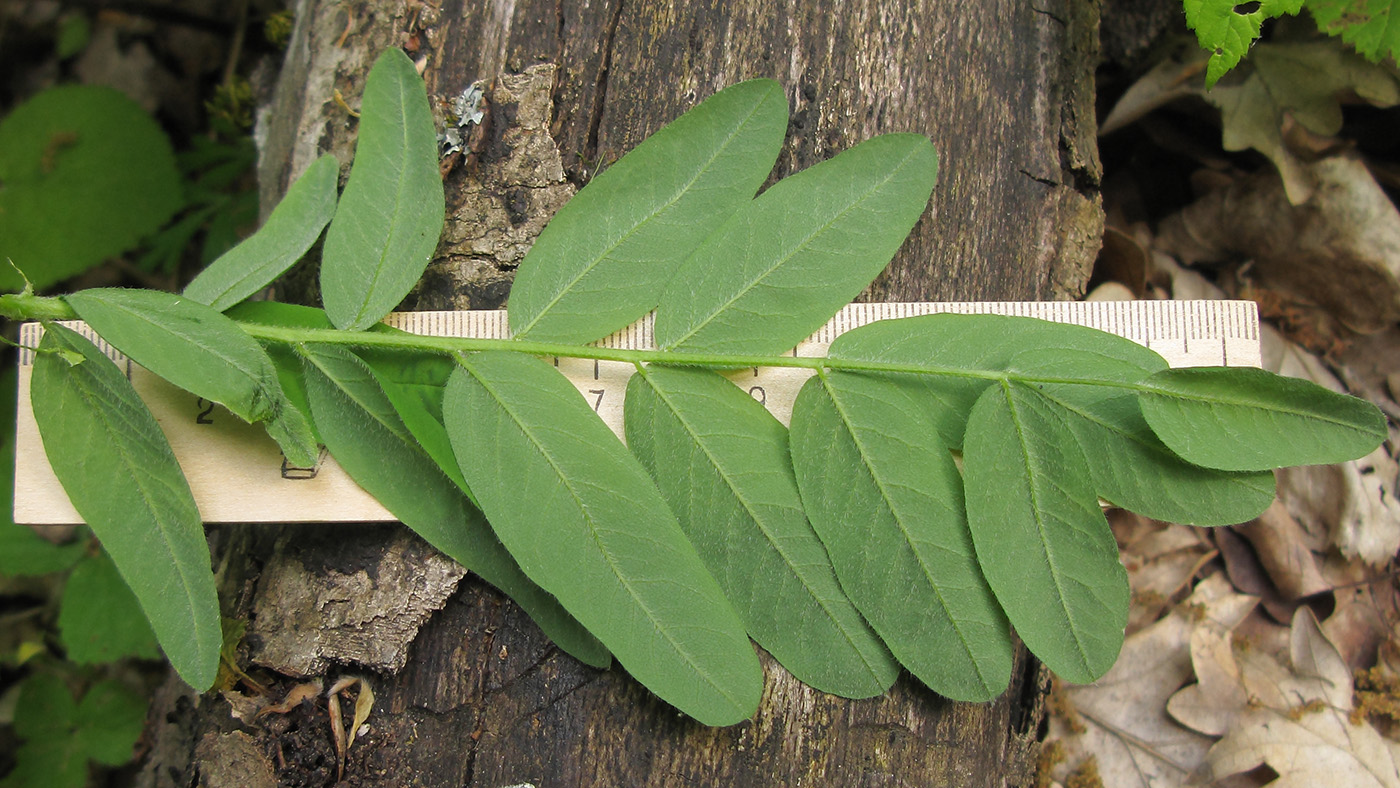 Изображение особи Astragalus glycyphylloides.