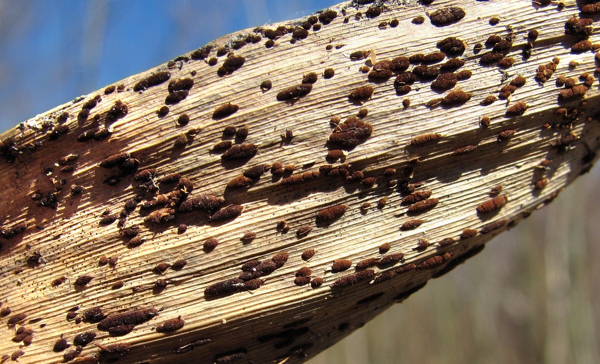 Image of Phragmites australis specimen.