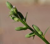 Campanula rapunculoides