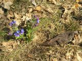 Pulmonaria angustifolia