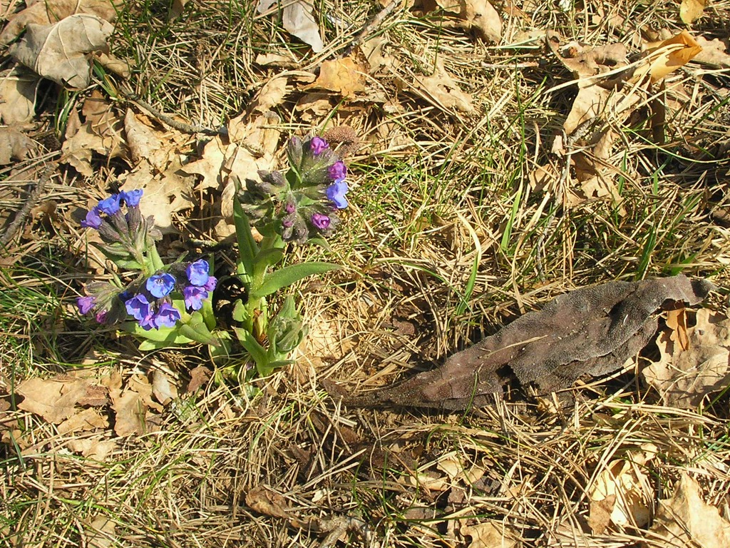 Image of Pulmonaria angustifolia specimen.