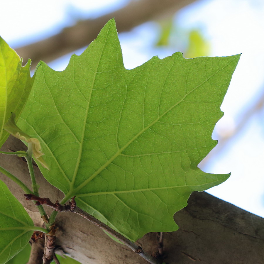 Изображение особи Platanus &times; acerifolia.