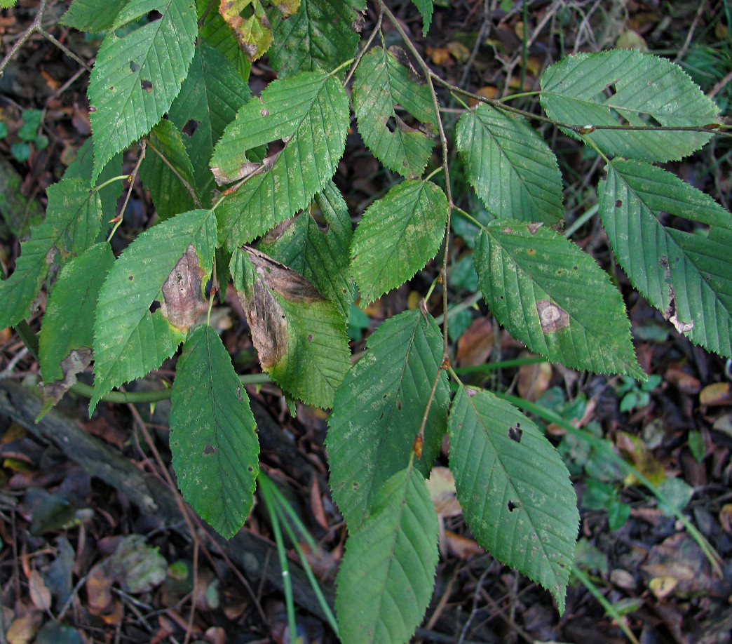 Изображение особи Carpinus betulus.