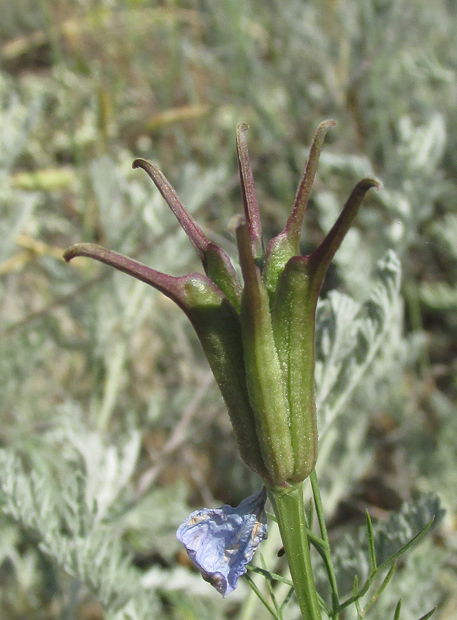 Изображение особи Nigella segetalis.