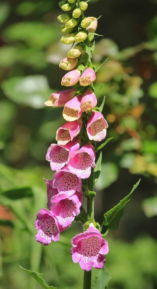 Изображение особи Digitalis purpurea.