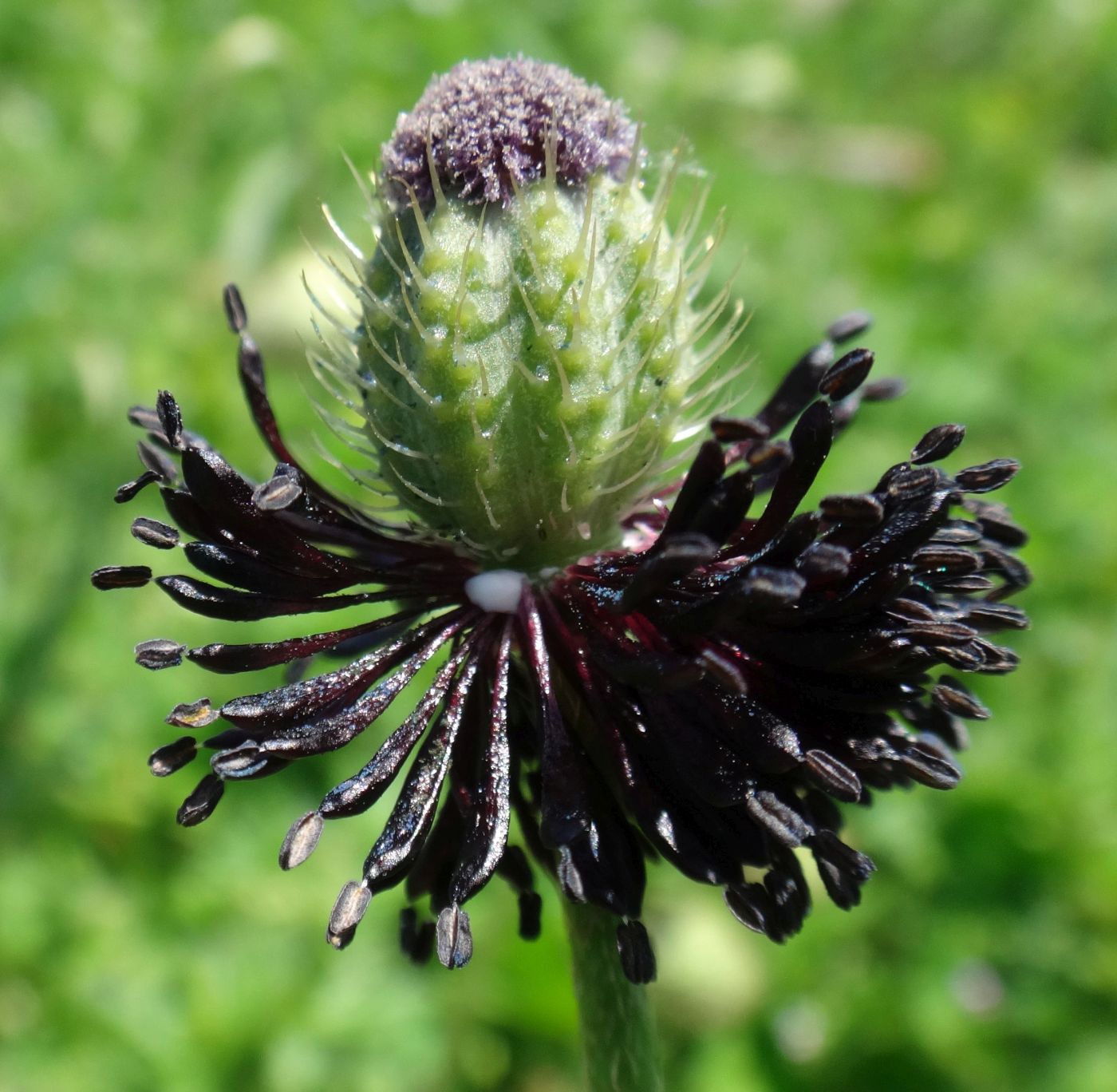 Image of Papaver ocellatum specimen.