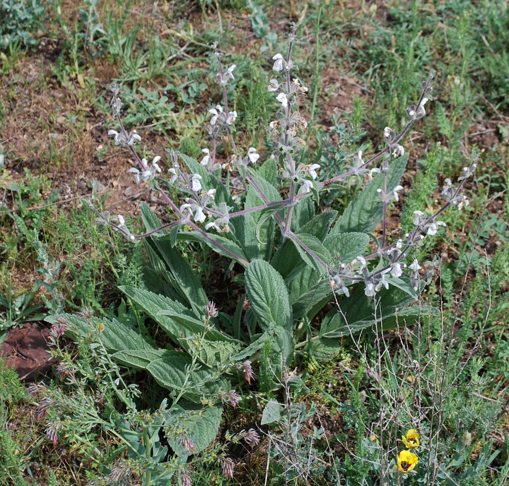 Изображение особи Phlomoides impressa.