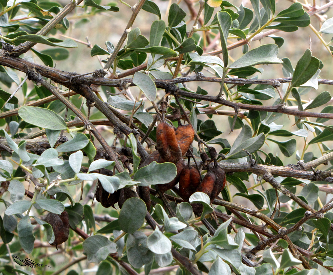 Image of Halimodendron halodendron specimen.