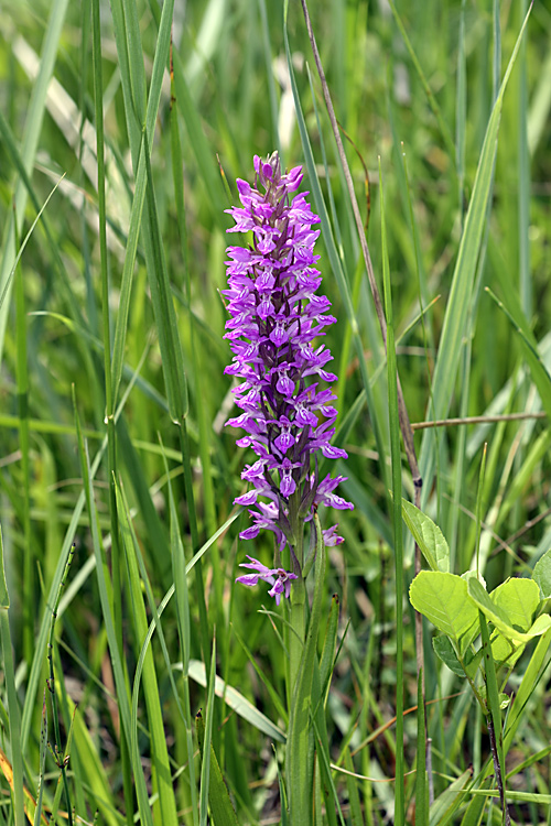 Изображение особи Dactylorhiza umbrosa.