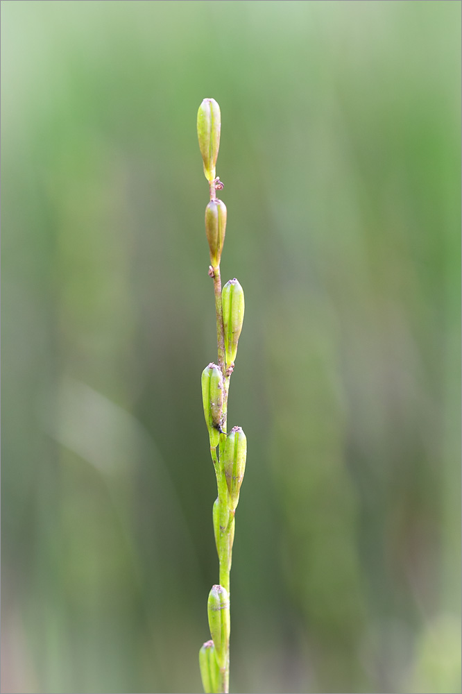 Image of Triglochin palustris specimen.