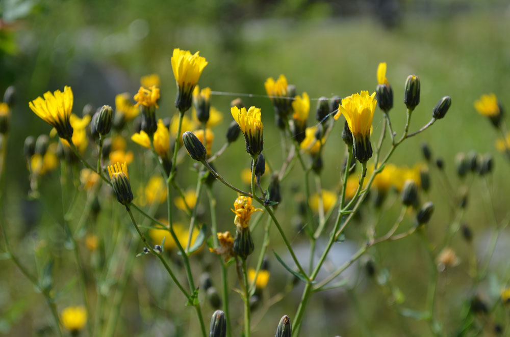 Изображение особи род Hieracium.