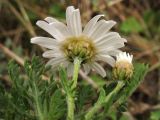 Argyranthemum subspecies canariense