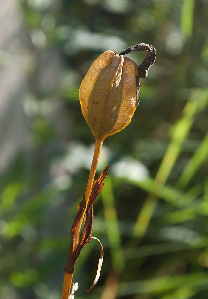 Image of Iris setosa specimen.