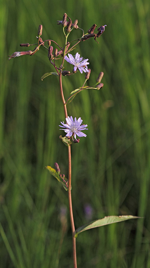 Image of Lactuca sibirica specimen.