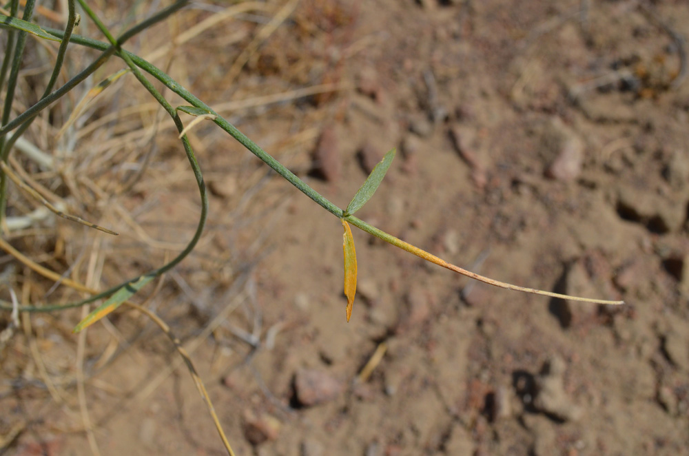 Image of familia Fabaceae specimen.