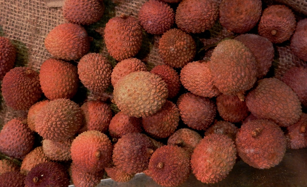 Image of Litchi chinensis specimen.