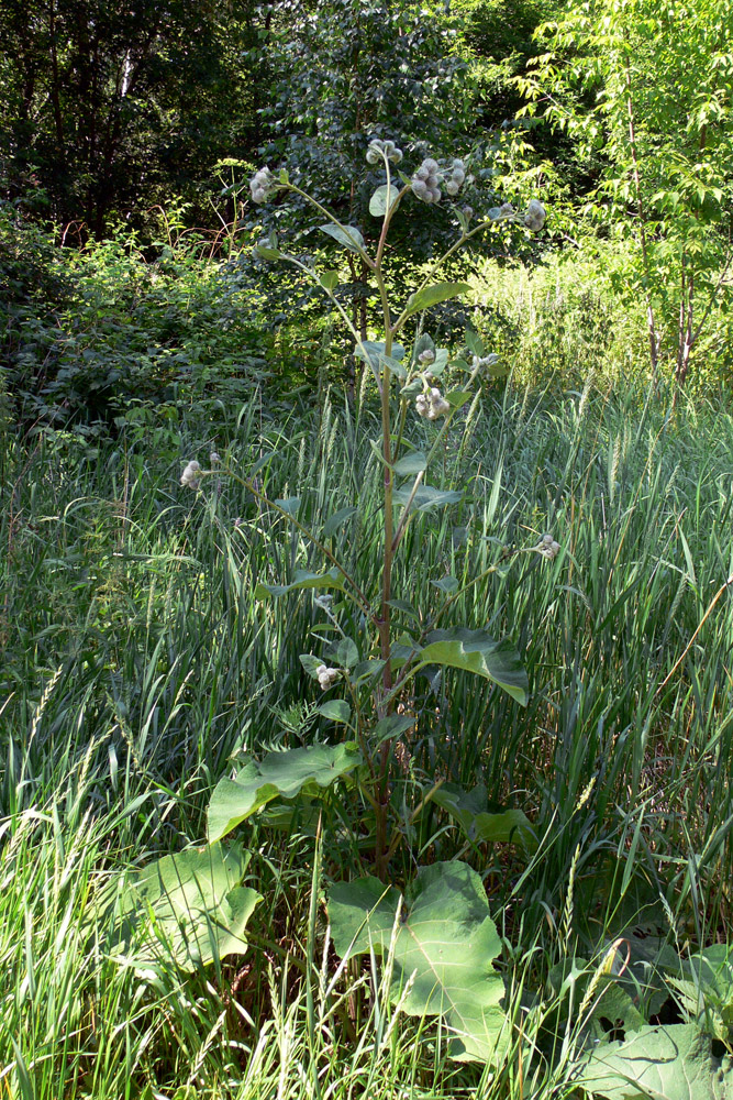 Изображение особи Arctium tomentosum.